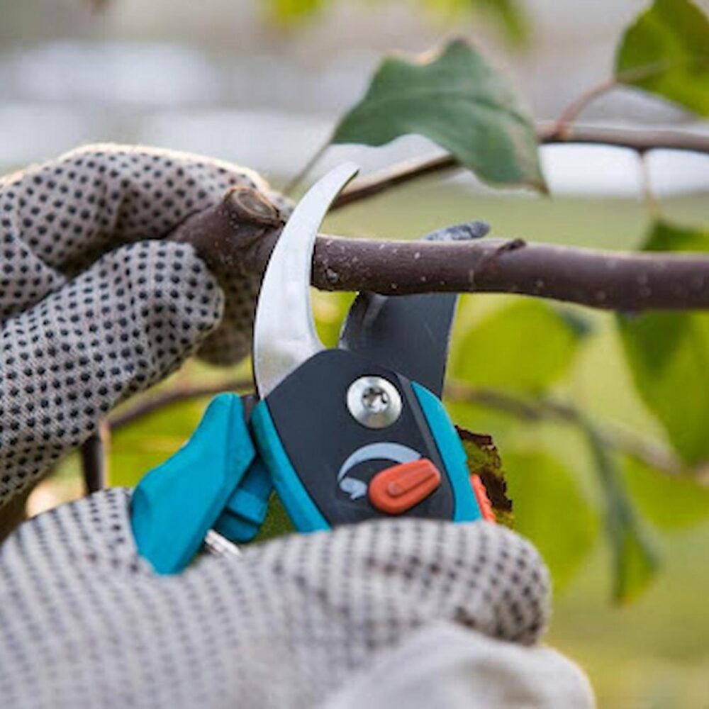 Tree Pruning – Reasons Why It Is Important?