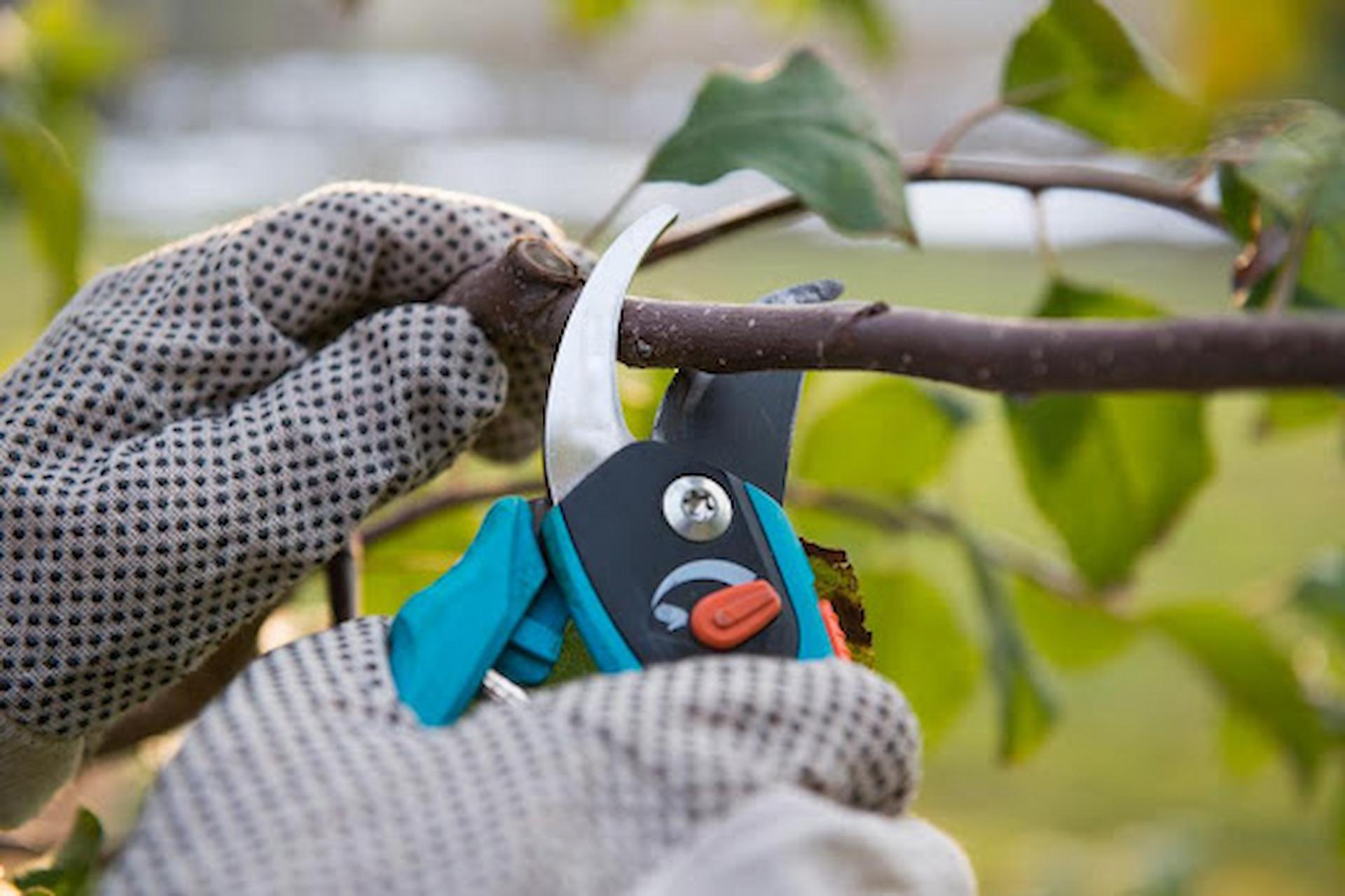 Tree Pruning – Reasons Why It Is Important?