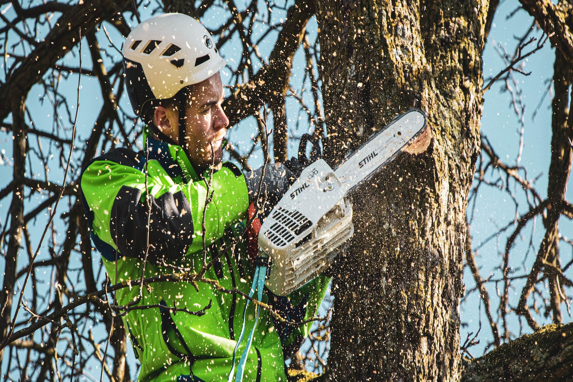 Pros And Cons Of Hiring Tree Surgeon!
