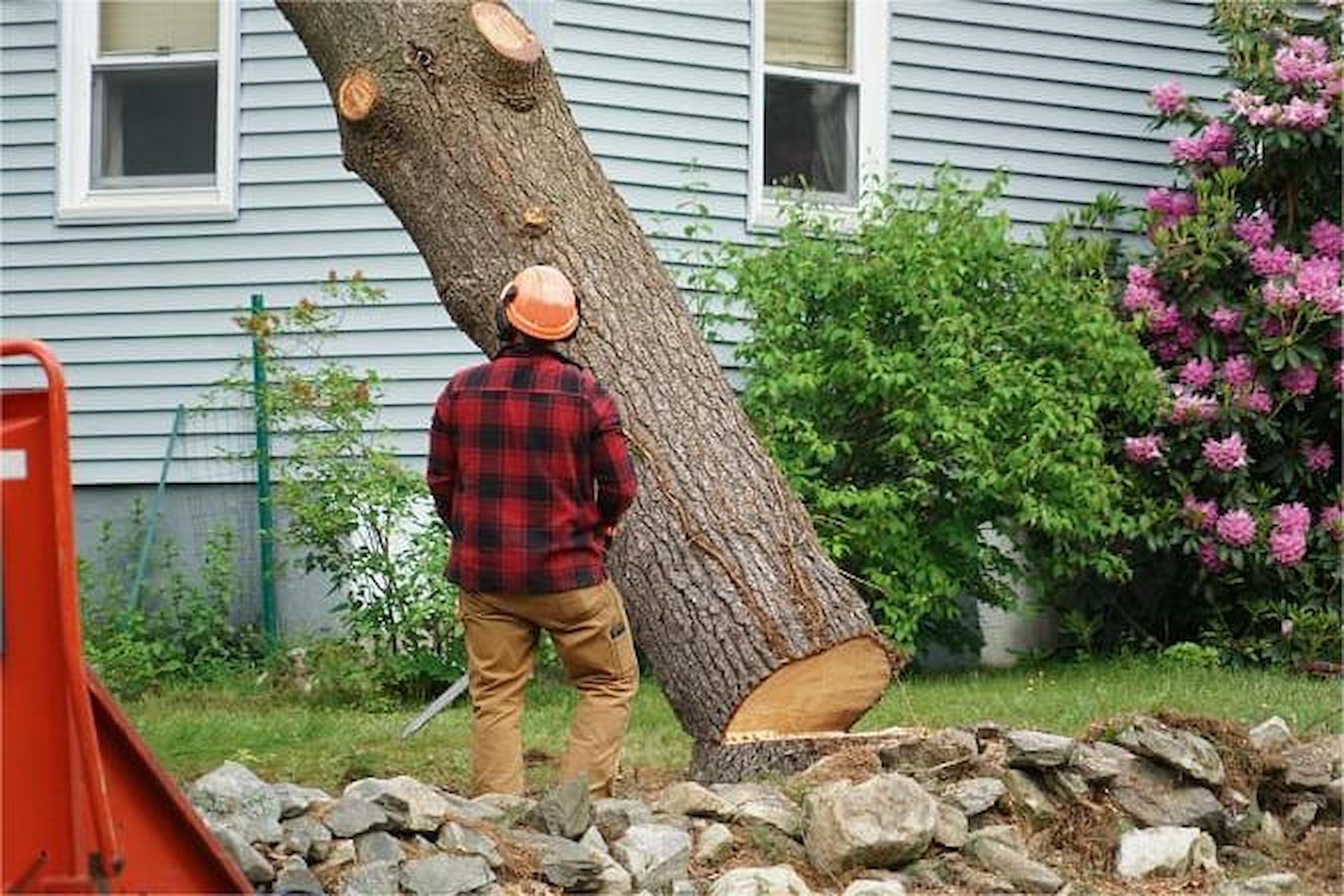 Tree Removal